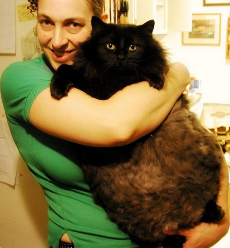 Самые большие домашние кошки в мире