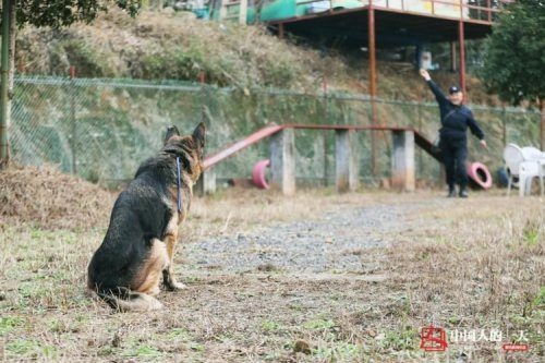 Полицейский из Китая построил дом престарелых для старых полицейских собак