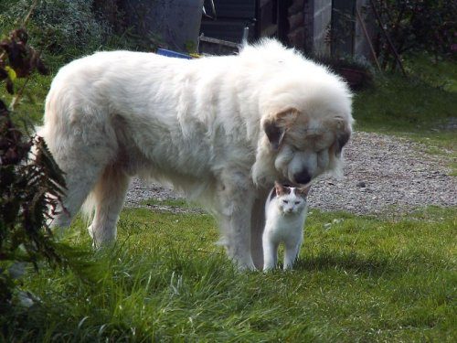 Удивительные фото дружбы кошек и собак