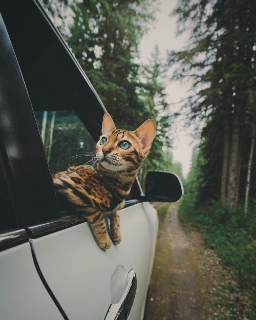 Бенгальская кошка, которая очень любит путешествовать