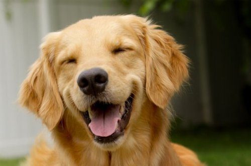 Улыбчивые собаки для хорошего настроения