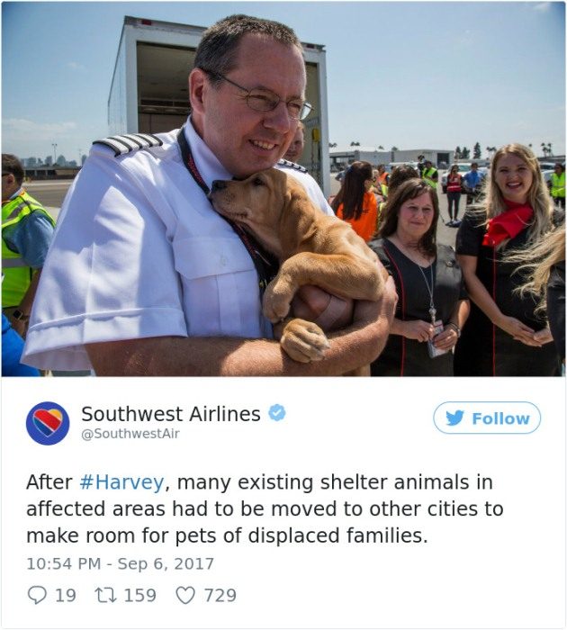 Авиакомпания спасла десятки бездомных животных, пострадавших от урагана