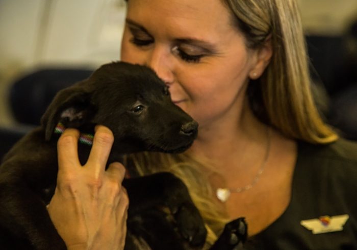 Авиакомпания спасла десятки бездомных животных, пострадавших от урагана