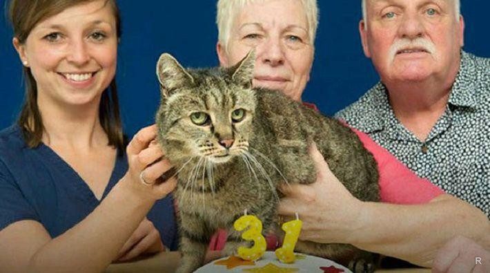 Умер старейший в мире кот