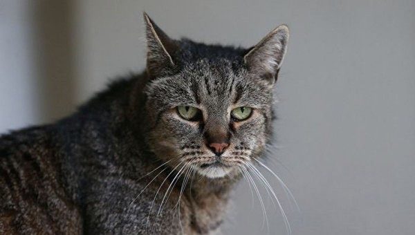 Умер старейший в мире кот
