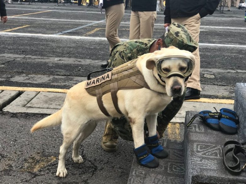 Служебная собака, которая за короткое начало карьеры спасла уже 52 человека