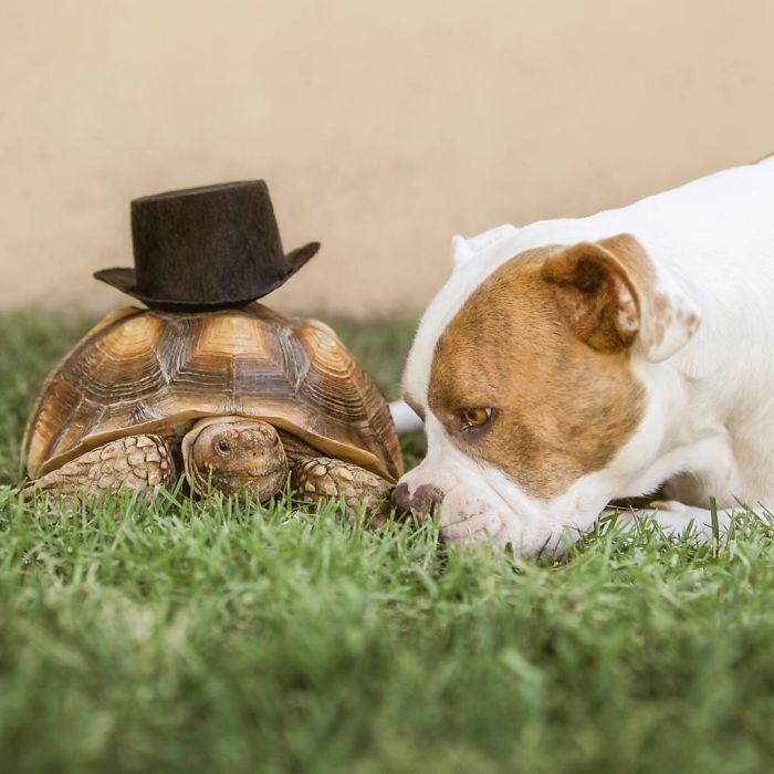 Неожиданная дружба собаки и черепахи