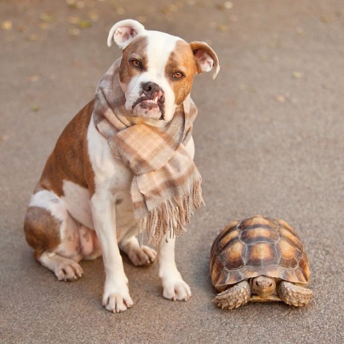 Неожиданная дружба собаки и черепахи