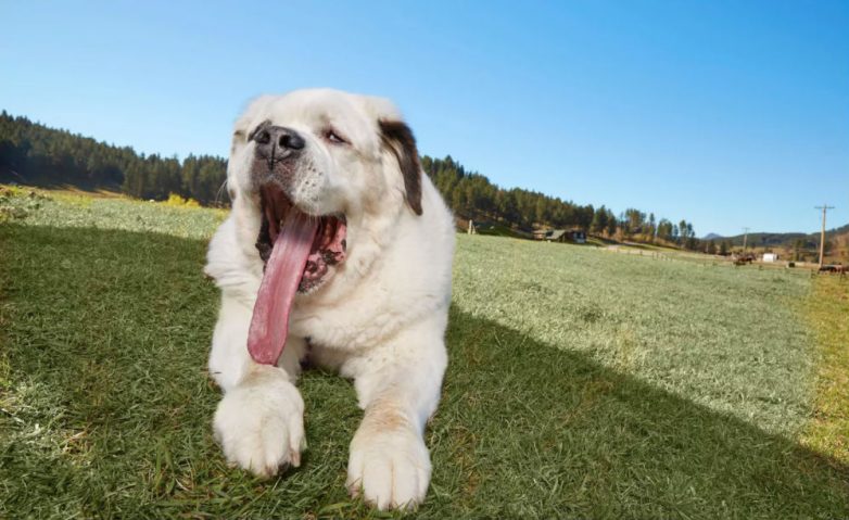 Собака с самым длинным языком в мире