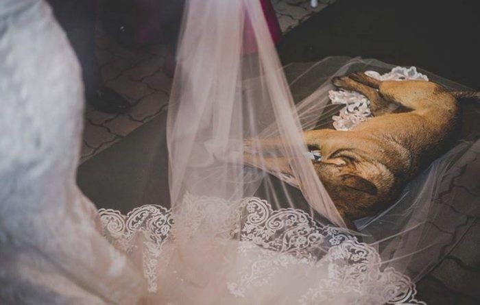 Собака чуть не сорвала свадебную церемонию