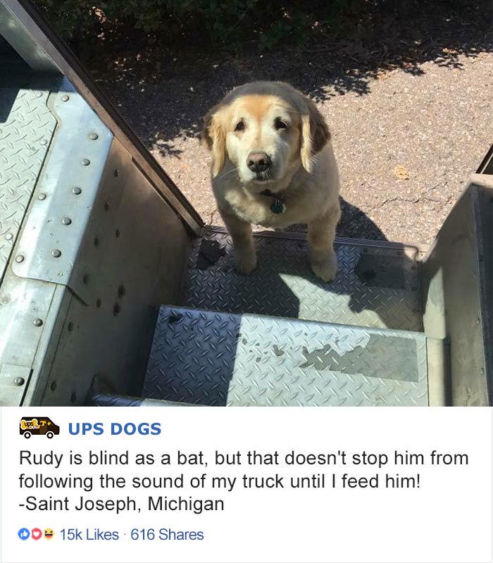 Собаки, которые встречают почтальонов службы доставки