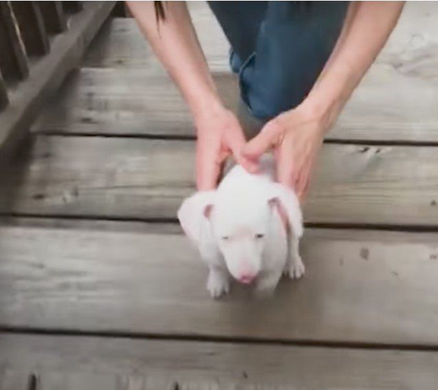Он родился глухим и слепым… но даже у таких щенков бывает счастье