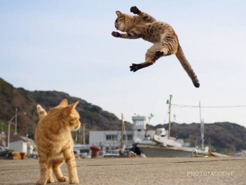 Кошки, владеющие боевыми искусствами