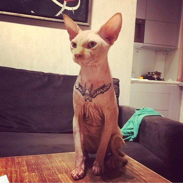 Кот с татуировкой