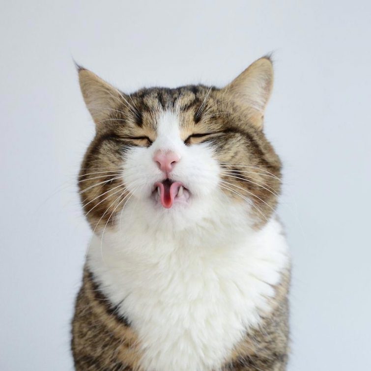 Кот, который умеет складывать язык как ни одна другая кошка