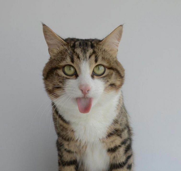Кот, который умеет складывать язык как ни одна другая кошка