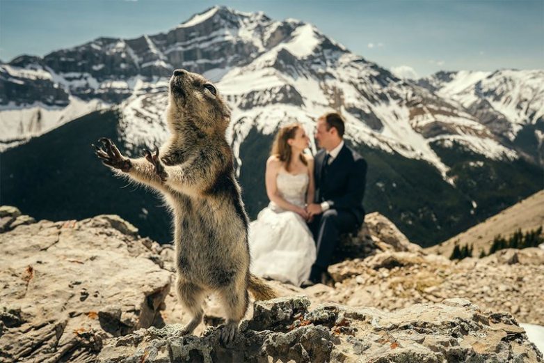 Животные, которые испортили свадебные фотографии