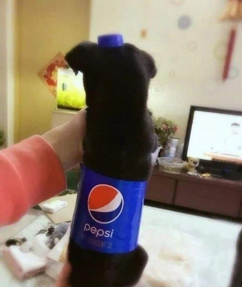 Собаки в виде бутылок сладкой газировки