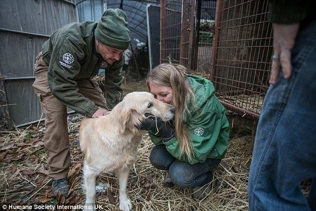 Они спасли 170 собак от убоя