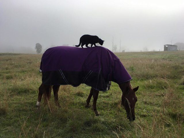 Дружба застенчивого кота и жизнерадостной лошадки