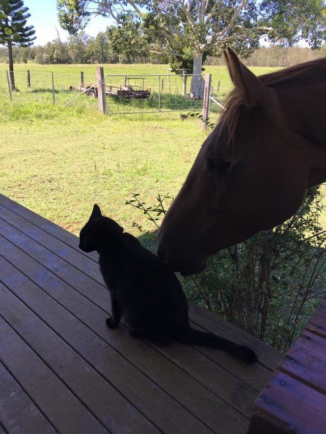 Дружба застенчивого кота и жизнерадостной лошадки