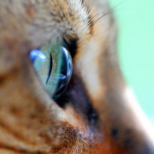 Впечатляющая красота кошачьих глаз