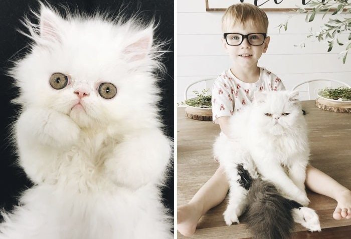 Милые котята, которые превратились в роскошных котов
