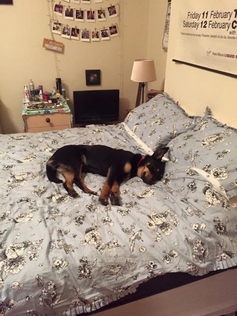 Собаки, которые любят спать в вашей постели