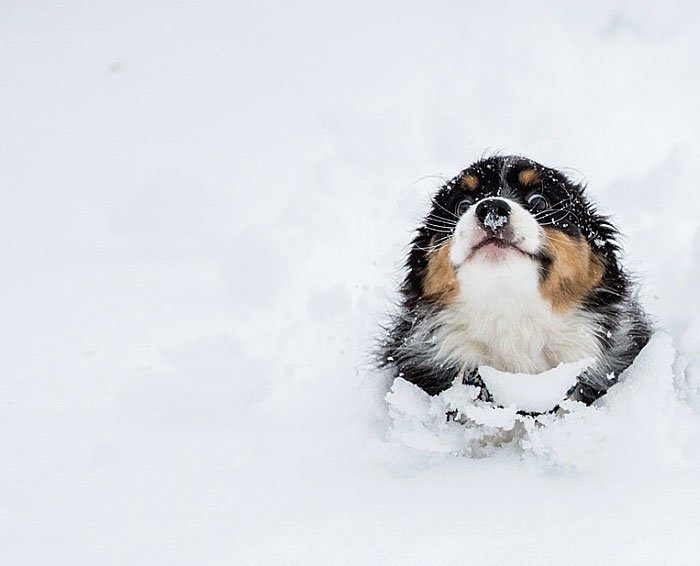 Животные, которые в первый раз увидели снег