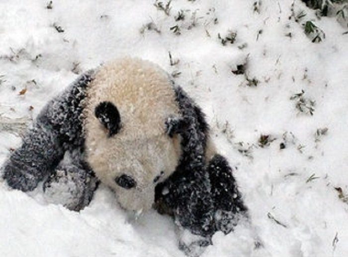 Животные, которые в первый раз увидели снег