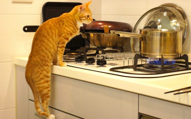 Как использовать котов в хозяйстве