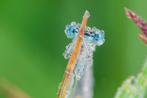 Невероятные фотографии насекомых в каплях утренней росы