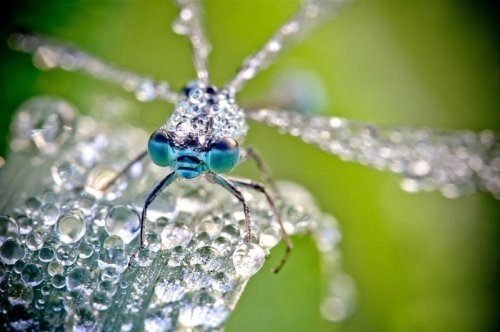 Невероятные фотографии насекомых в каплях утренней росы