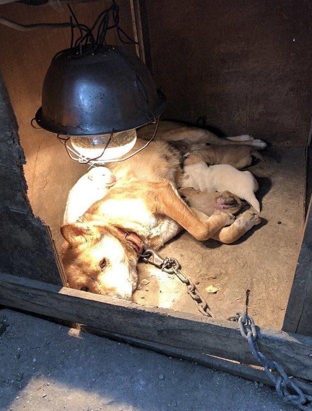 Спасение собаки, которую выращивали на убой в Пхенчхане