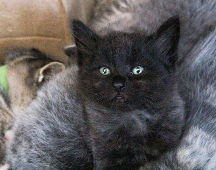 Интересные котята родились у чёрной кошки