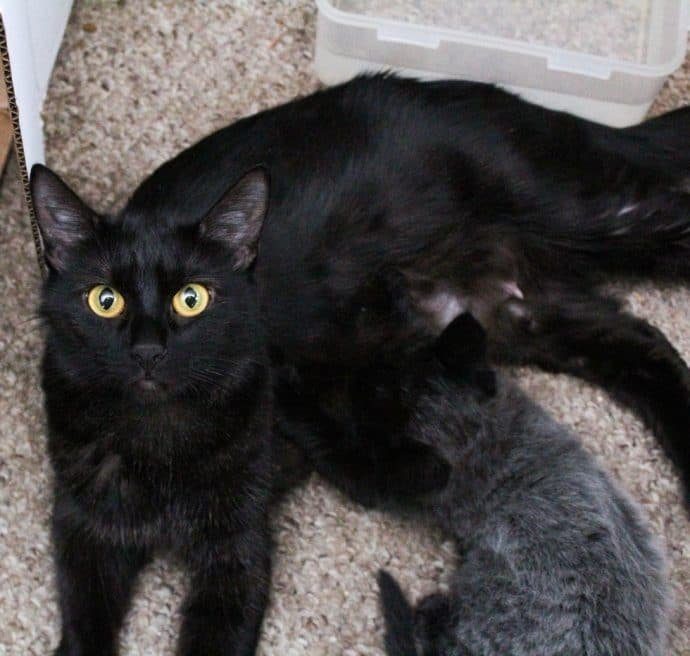 Интересные котята родились у чёрной кошки