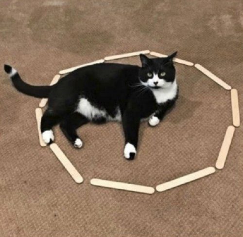 Кошки, нашедшие гармонию внутри круга