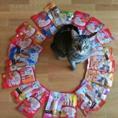 Кошки, нашедшие гармонию внутри круга