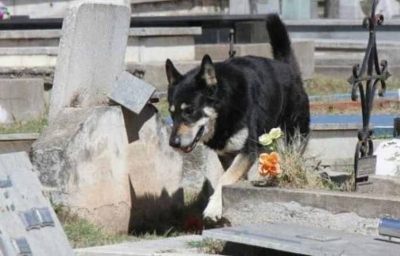 Умер пёс, который 11 лет ночевал возле могилы своего хозяина