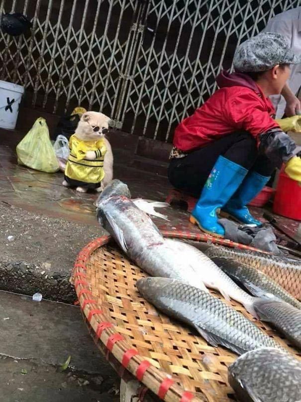 Самый очаровательный продавец рыбы