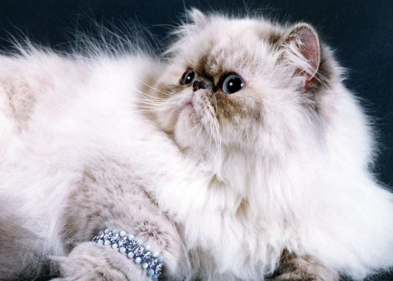 10 самых популярных пород кошек в России