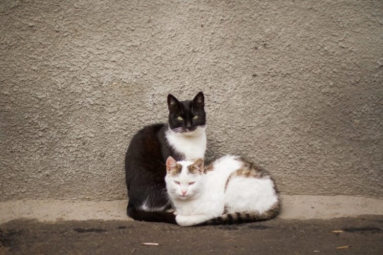 Колоритные уличные коты