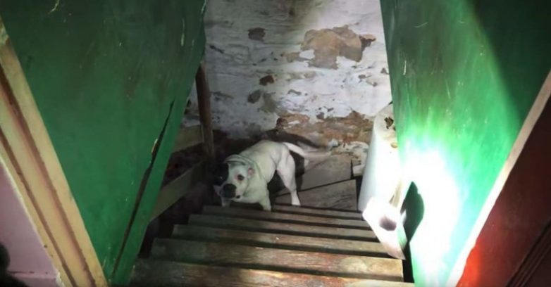 Мужчина обнаружил в подвале брошенную собаку