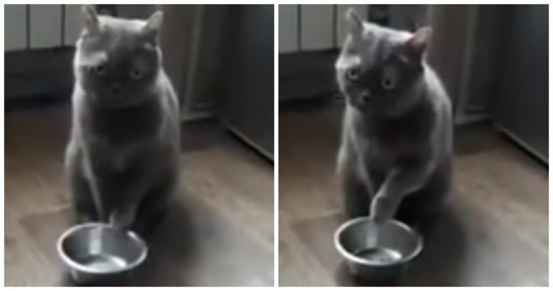 Как котик выпрашивает еду у хозяев
