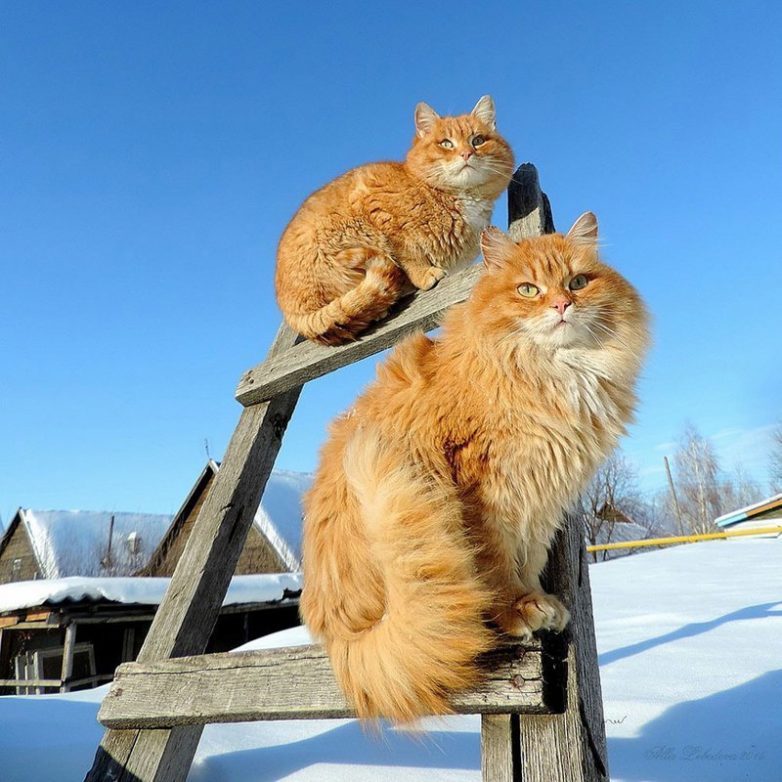 Сибирские коты