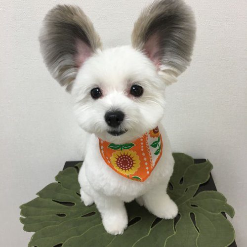 Милая собачка Гома с ушками Микки-Мауса