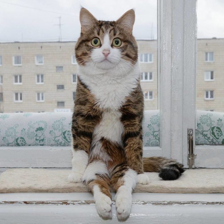 Кошка, которая покорила Интернет своими смешными мордашками