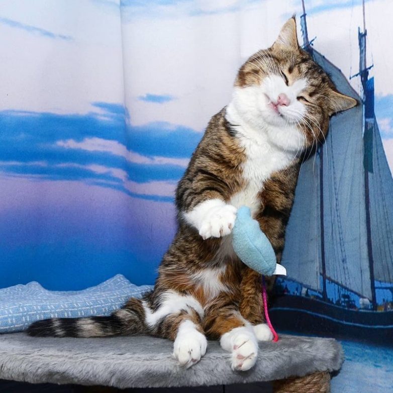 Кошка, которая покорила Интернет своими смешными мордашками