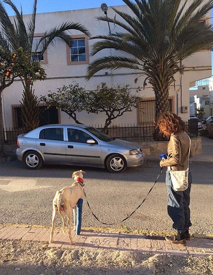 Собака шла 3 км, чтобы привести людей к своим щенкам