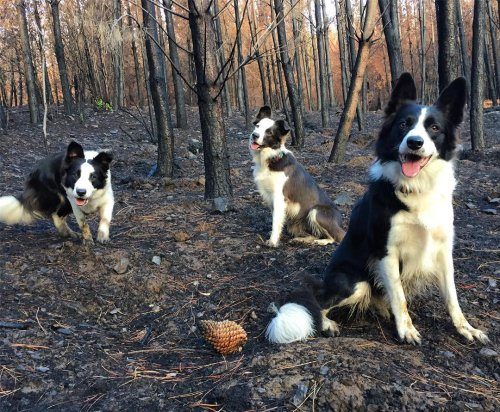 Собаки, которые помогают восстанавливать растительность в сгоревших лесах Чили